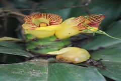 Costus pictus